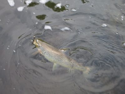 Brown Trout Northern England