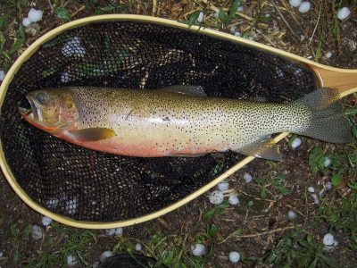 West Slope Cutthroat - Montana